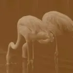 دانلود آهنگ روزا رو میزنم دونه دونه ورق ندارم حوصله کسیو روی مود بدم از آصف آریا